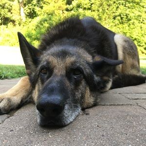 Meet your Posher, Daisy